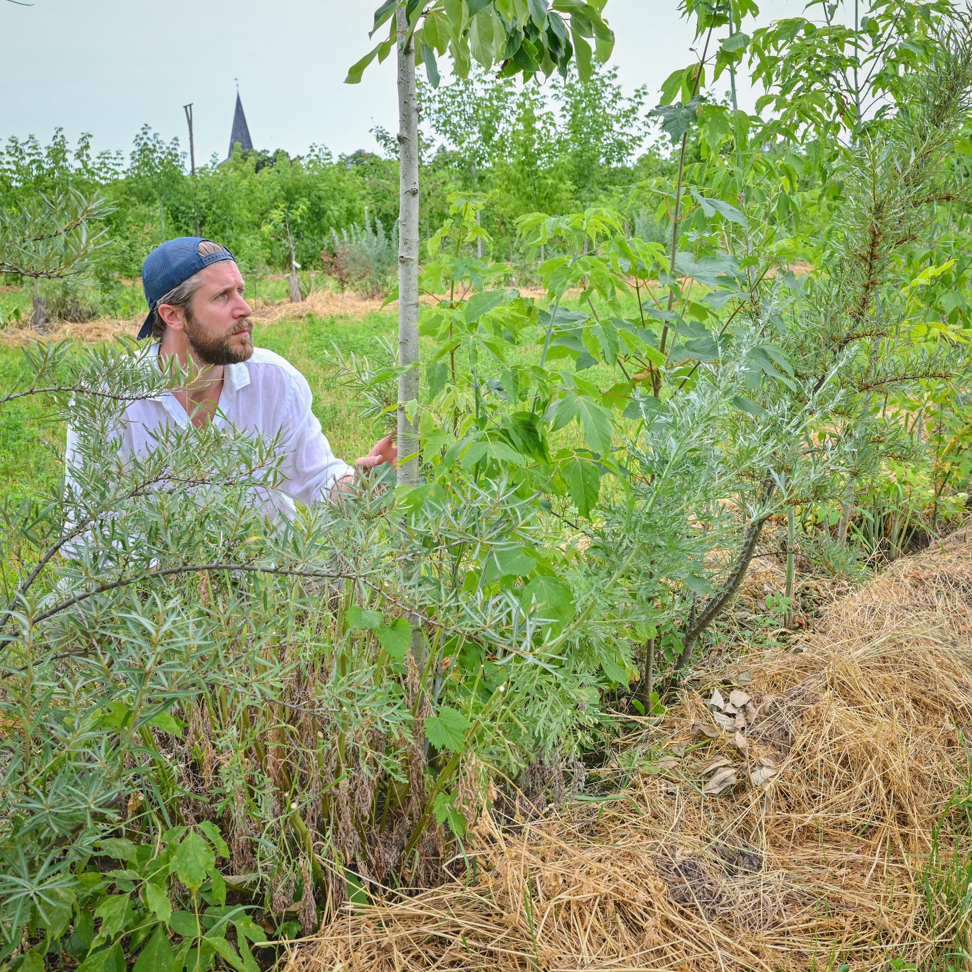 Ackerbau im Klimawandel - In Brandenburg werden Felder zum Labor der Zukunft