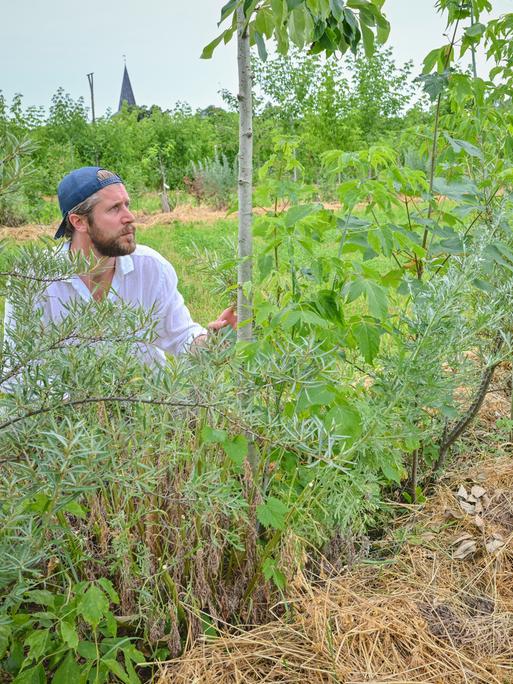 Der Agrarökonom Benedikt Bösel hockt neben einer neu angepflanzten Fläche aus Bäumen und Büschen.