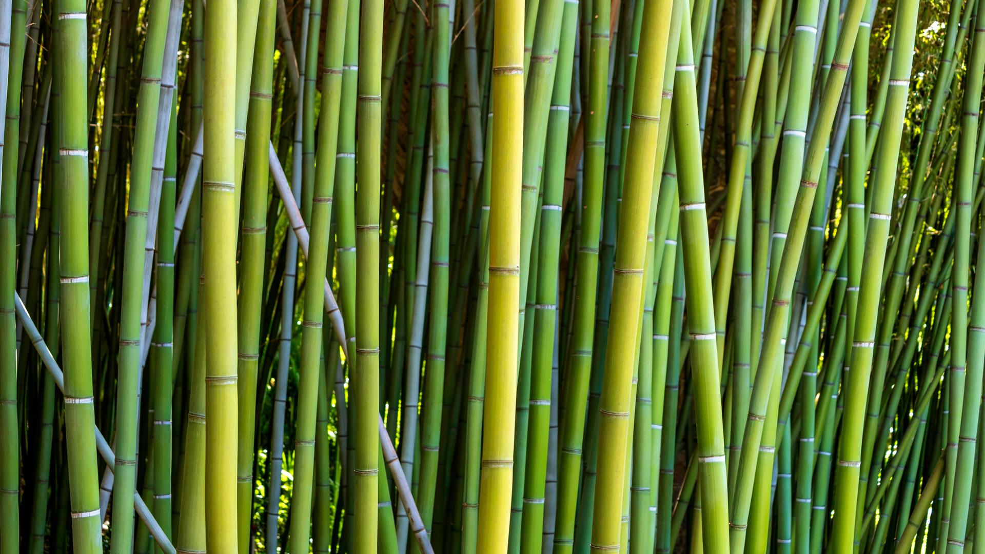 Mehrere Bambus-Pflanzen Mehrere Bambus-Pflanzen