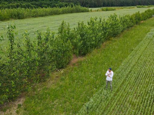 Benedikt Bösel, Landwirt, Unternehmer, Agrarökonom, ist auf einer Agroforstfläche mit einem Haferfeld zu sehen(Luftaufnahme mit einer Drohne).