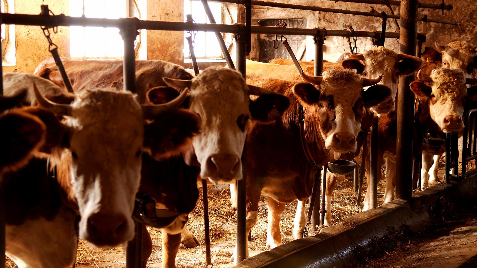 In einem Kuhstall warten mehrere Kühe auf Futter. Sie sind am Gestänge des Stalls angebunden. 