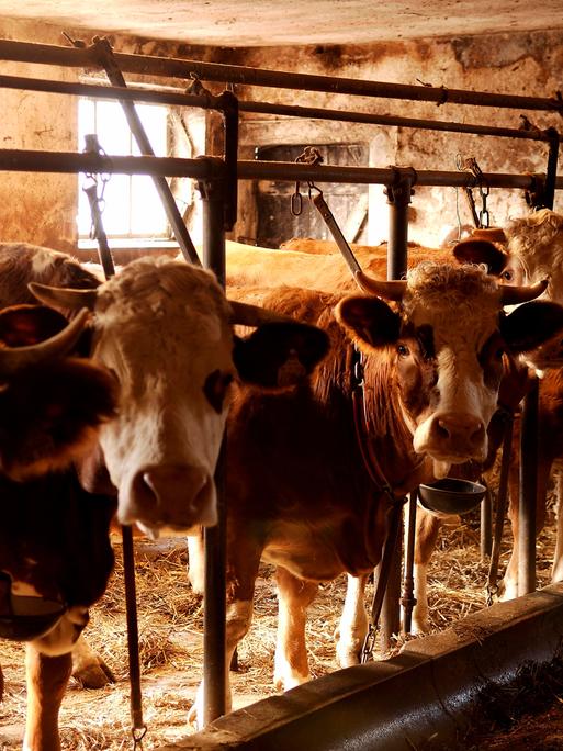 In einem Kuhstall warten mehrere Kühe auf Futter. Sie sind am Gestänge des Stalls angebunden. 