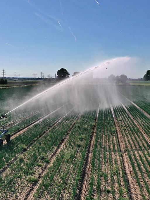 Immer mehr Anbauflächen müssen bewässert werden um die Erträge stabil zu halten und Ernteausfälle zu verhindern. Hier wird ein Feld bei Heidelberg im baden-württembergischen Wieblingen bewässert