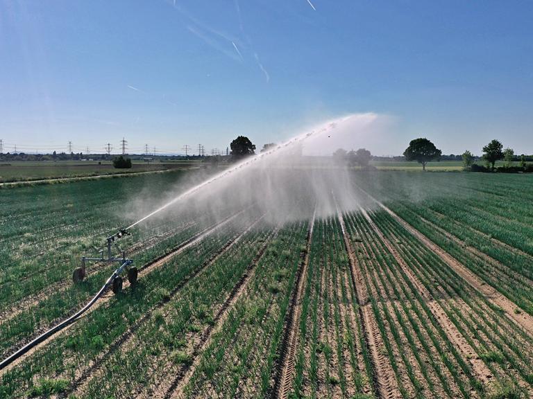 Immer mehr Anbauflächen müssen bewässert werden um die Erträge stabil zu halten und Ernteausfälle zu verhindern. Hier wird ein Feld bei Heidelberg im baden-württembergischen Wieblingen bewässert