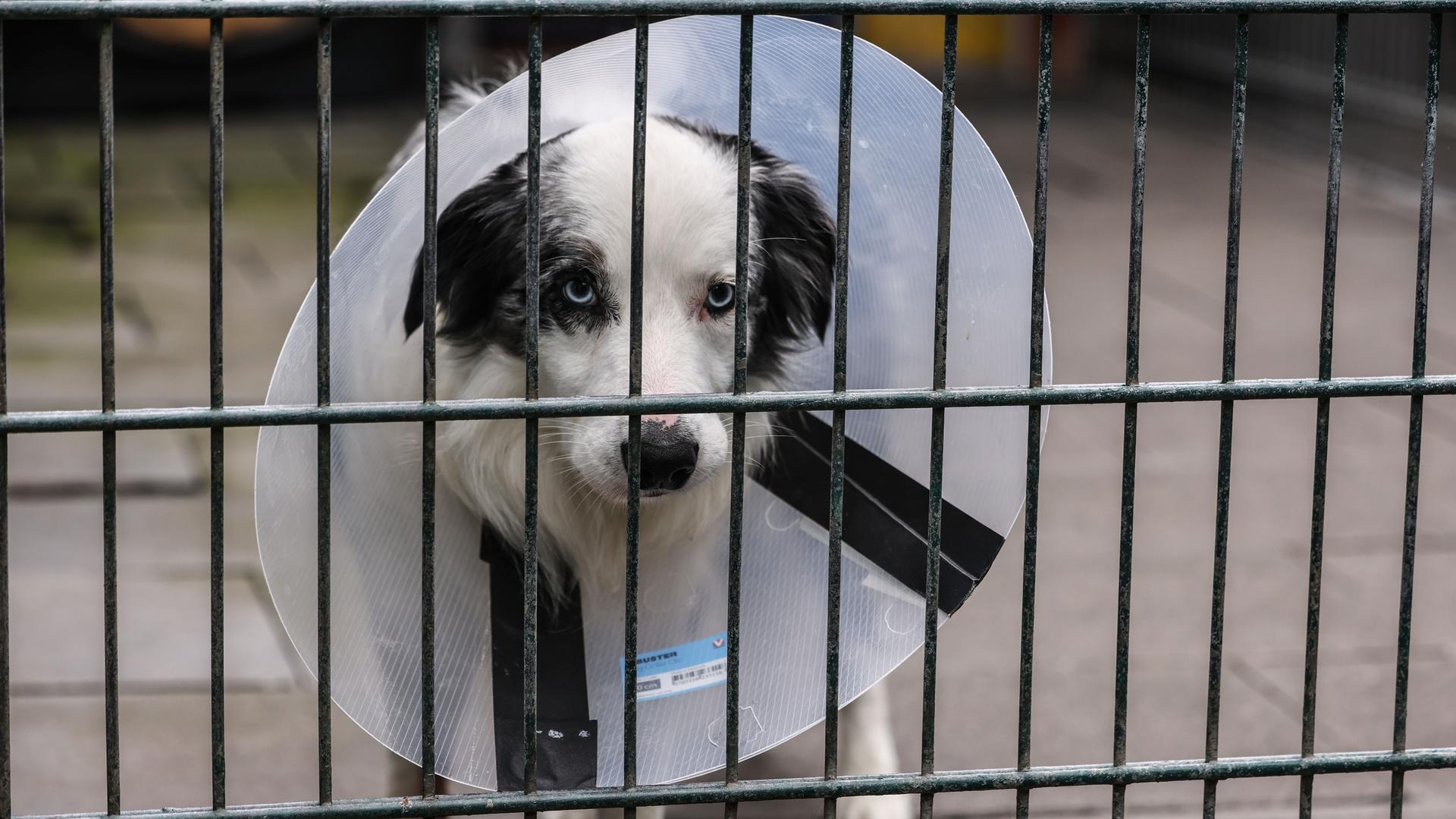 Das Bild zeigt einen Hund hinter einem Gitter. Er trägt einen Schutz-Kragen um den Hals. Das Bild zeigt einen Hund hinter einem Gitter. Er trägt einen Schutz-Kragen um den Hals.