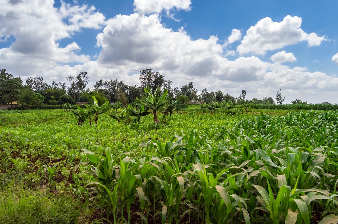Mais und Bananenfelder bei Thika in Kenia