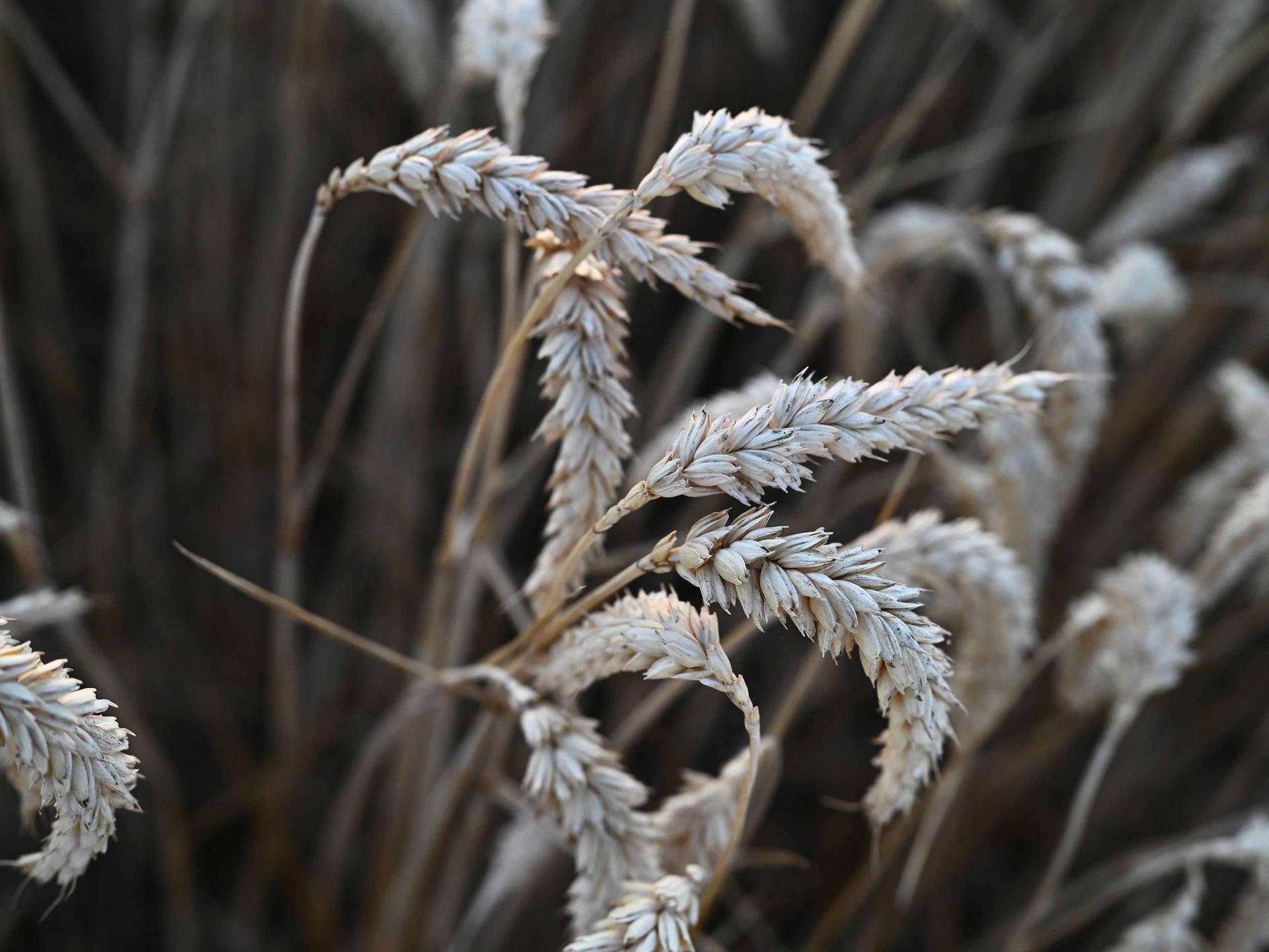 Nahaufnahme von Weizenähren auf einem Feld