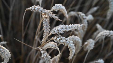 Nahaufnahme von Weizenähren auf einem Feld