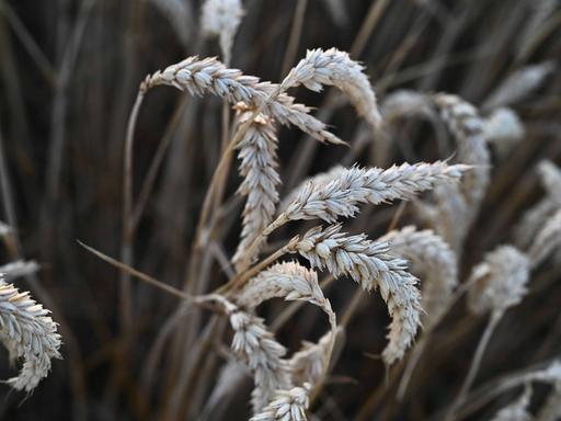 Nahaufnahme von Weizenähren auf einem Feld