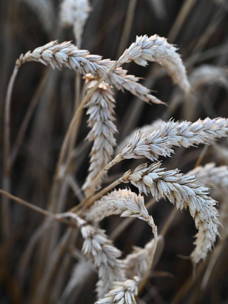 Nahaufnahme von Weizenähren auf einem Feld