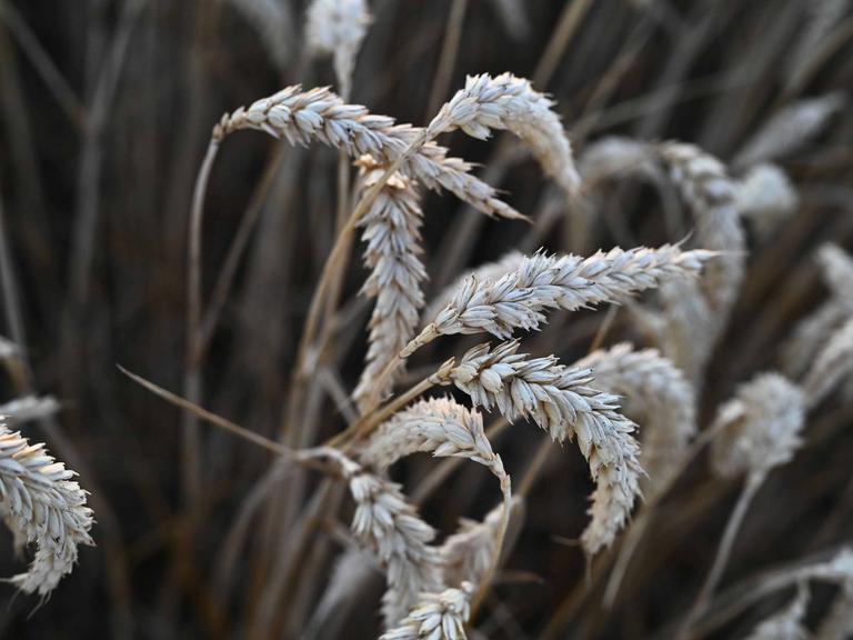 Nahaufnahme von Weizenähren auf einem Feld