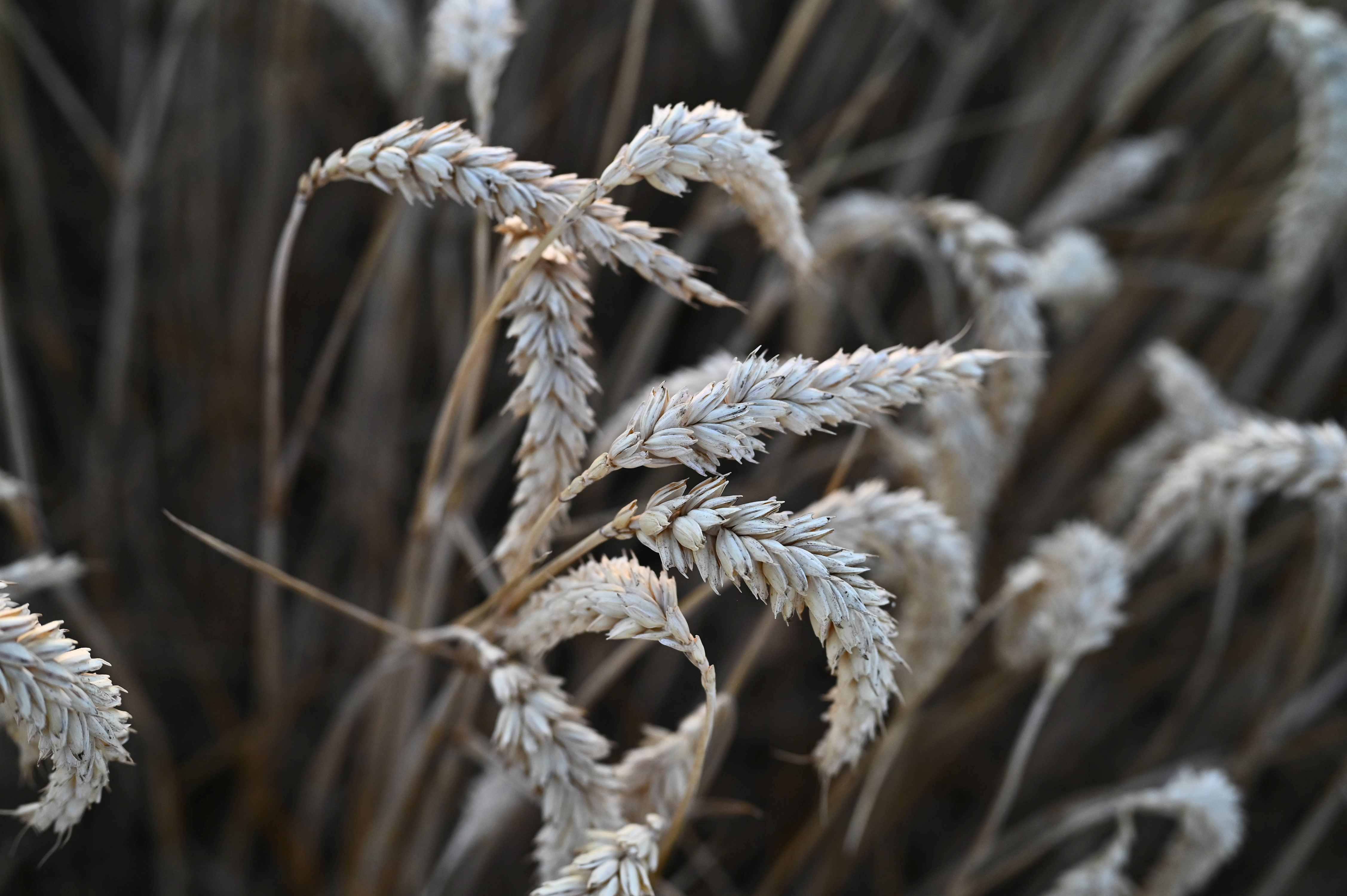Nahaufnahme von Weizenähren auf einem Feld