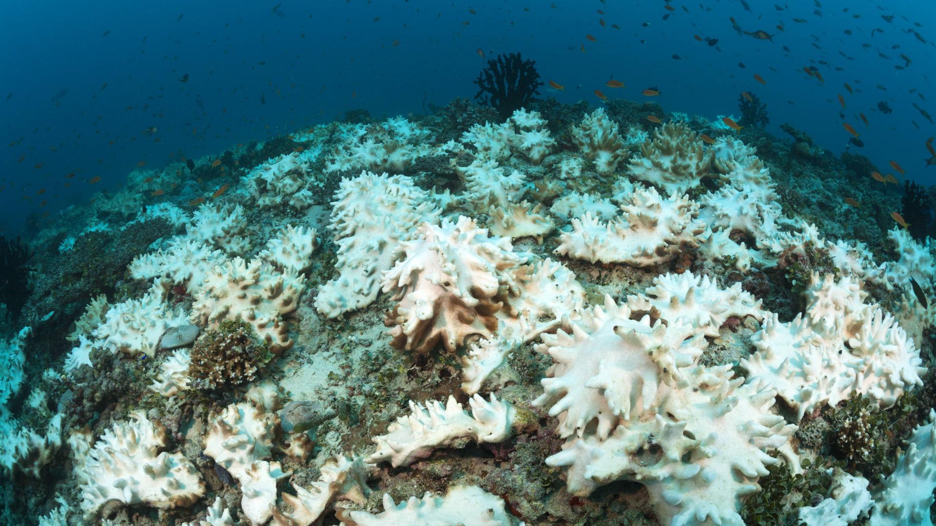 Man sieht mehrere weiße, gebleichte Korallen auf einem Riffdach im Meer.