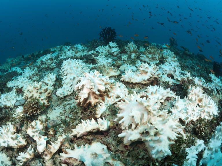 Man sieht mehrere weiße, gebleichte Korallen auf einem Riffdach im Meer.