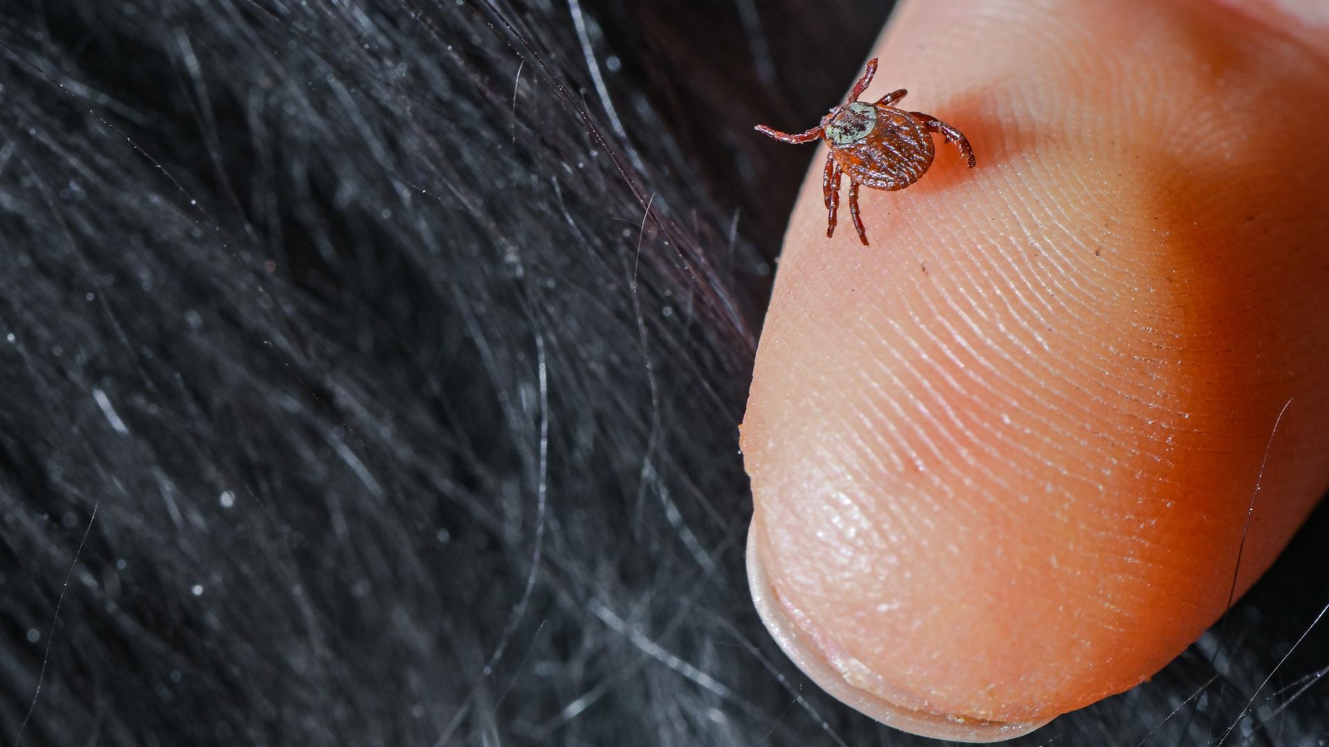 Eine Zecke (Ixodida) ist auf einem Finger zu sehen, nachdem diese vom Fell eines Hundes abgesammelt wurde.