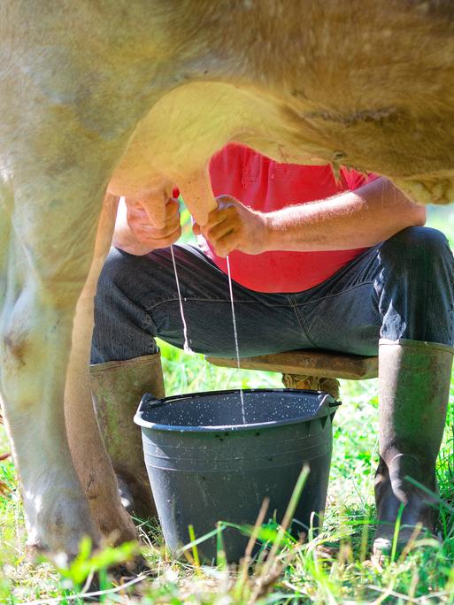 Eine Milchkuh auf einer Wiese wird gemolken, die Rohmilch spritzt in einen Eimer.