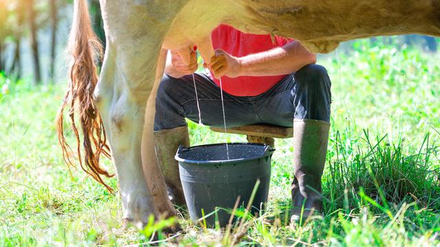 Eine Milchkuh auf einer Wiese wird gemolken, die Rohmilch spritzt in einen Eimer.