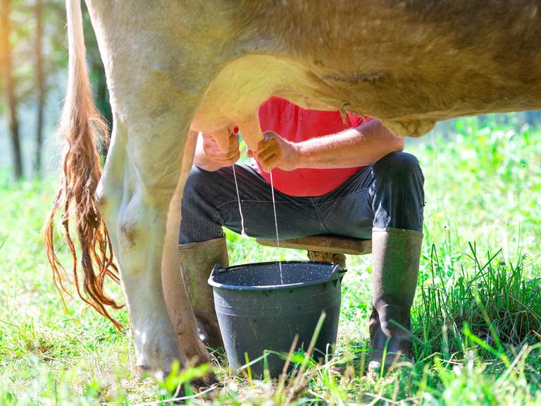 Eine Milchkuh auf einer Wiese wird gemolken, die Rohmilch spritzt in einen Eimer.