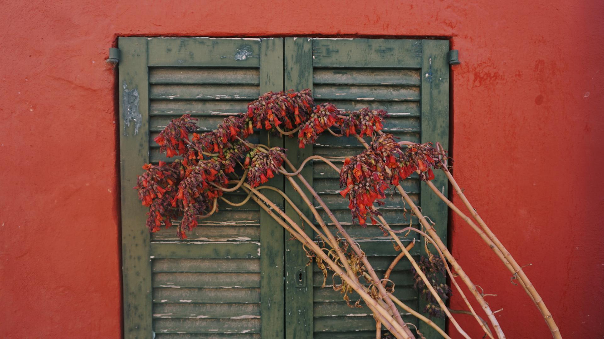 Zu sehen: Ausschnitt eines Hauses mit roter Wand und einem Fenster mit geschlossenen Fensterläden, davor eine verblühende Pflanze. 