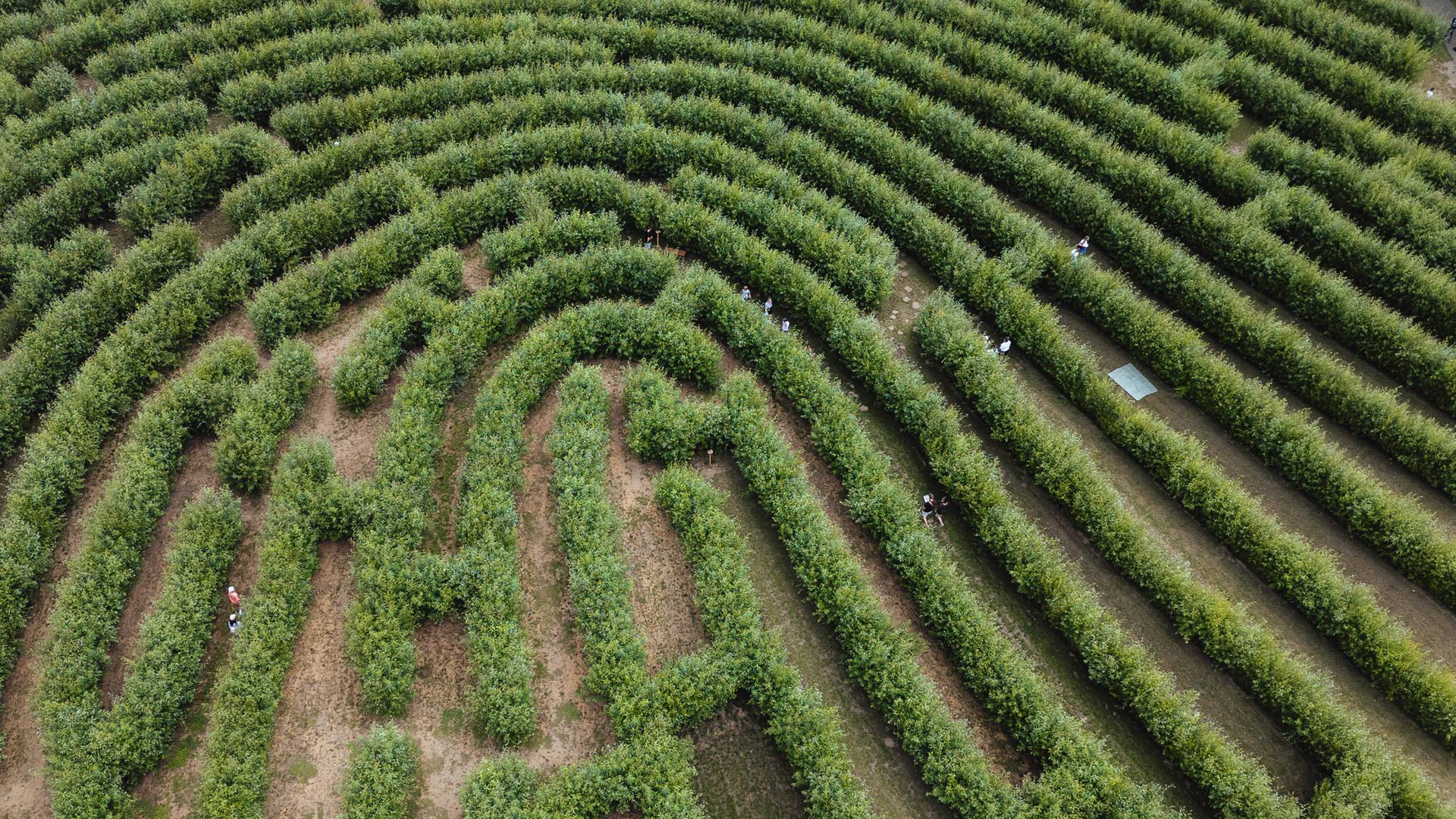 ein Labyrinth aus Weidenbäumen