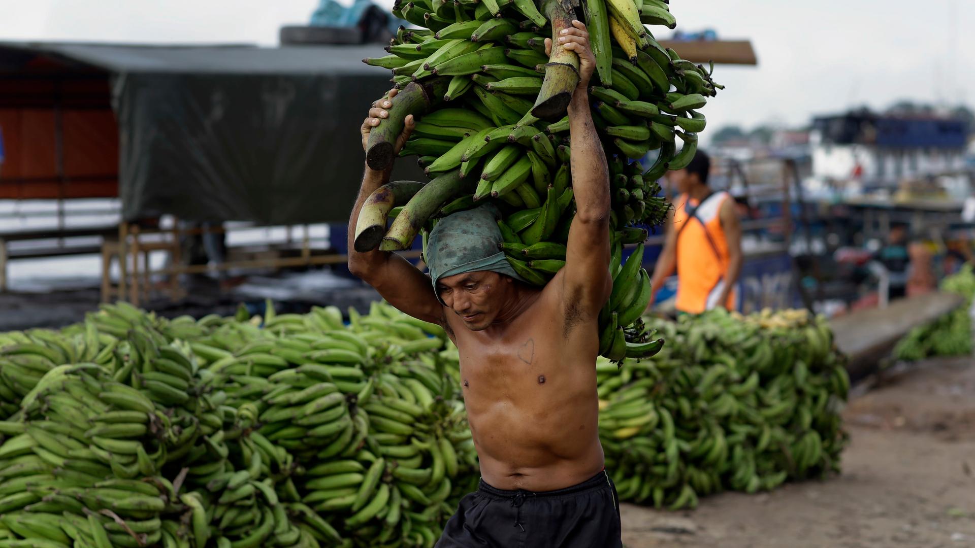 Ein Träger trägt ein Bündel Kochbananen auf dem Dock des Hafens von Pucallpa am peruanischen Amazonas. Unter den vielen Produkten, die im Hafen ankommen, ist Ayahuasca eines der Grundnahrungsmittel.
