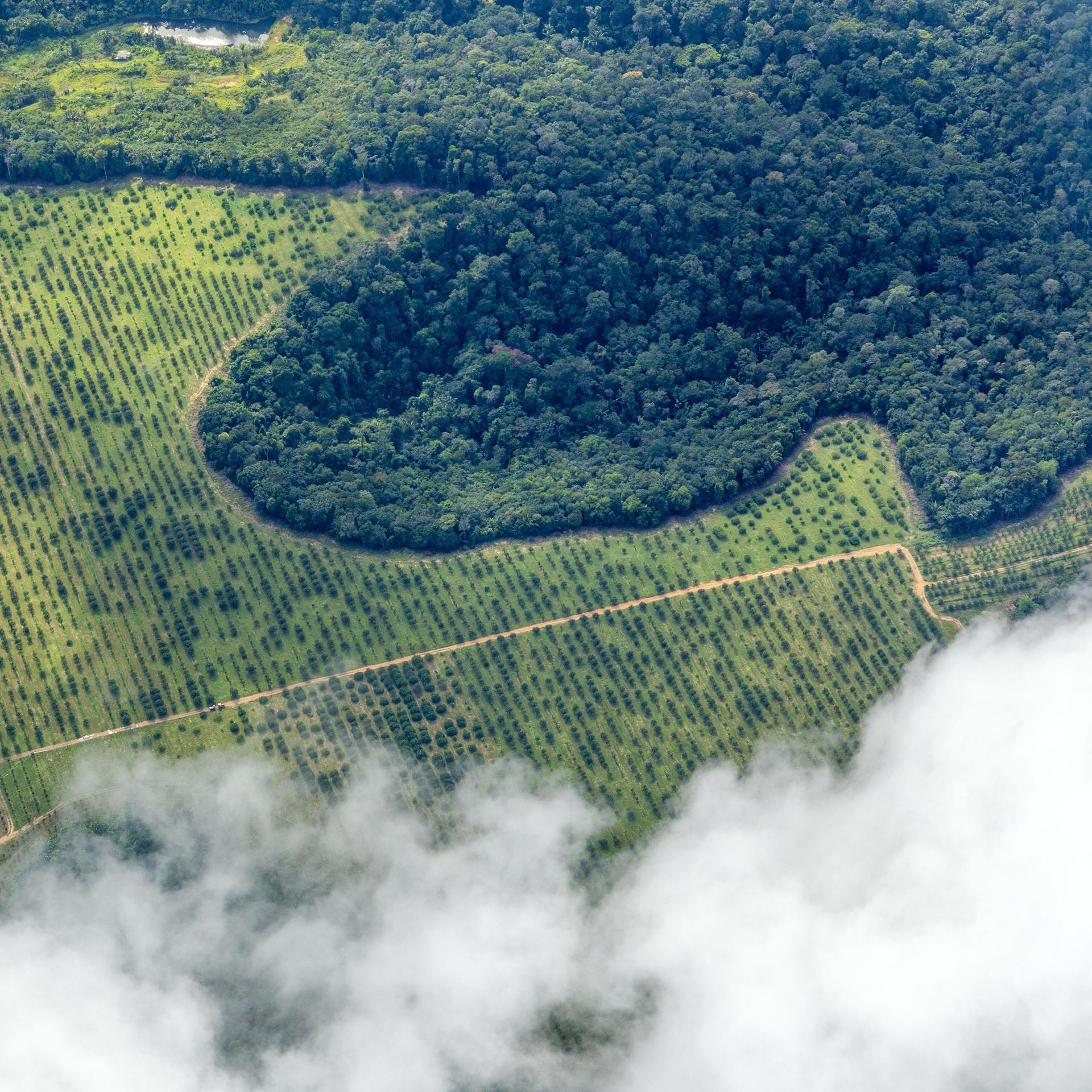 Amazonas: Menschliche Aktivität treibt CO2-Emissionen auf Rekordhöhe