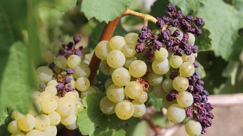 Sonnenverbrannte Bacchustraube in Franken