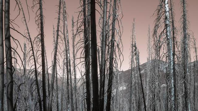 Invertiertes Bild verbrannter Bäume in einem Nadelwald.