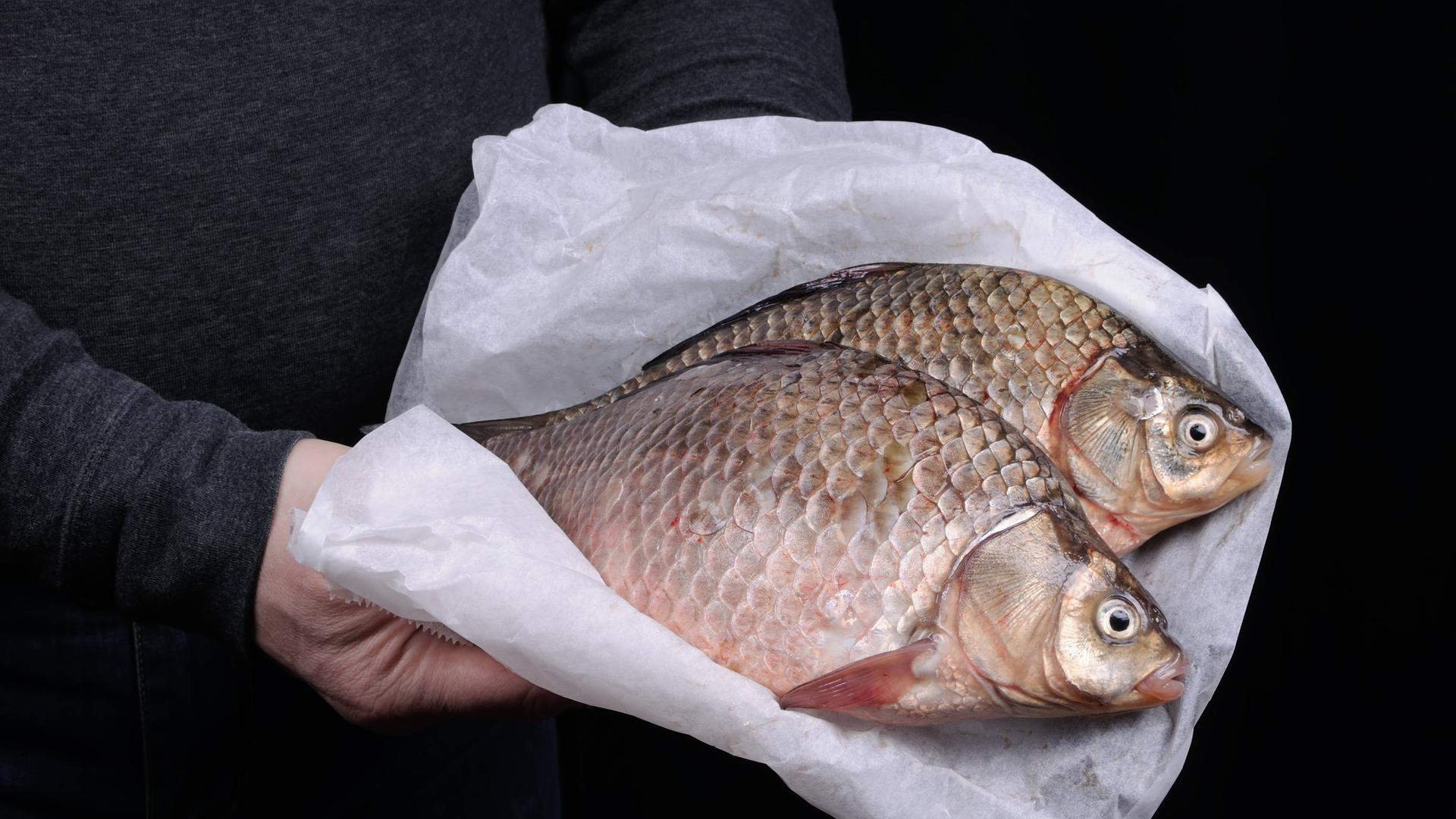 Eine Person hält zwei Karpfen in einem Papier. Von der Person sind nur die Hände zu sehen. Es ist eine nahe Aufnahme von den Süßwasserfischen.