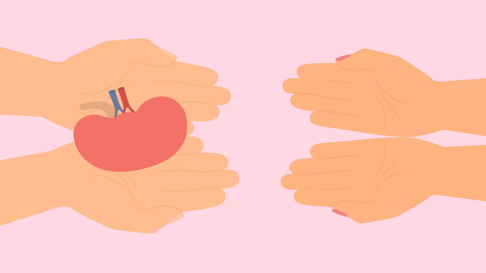 Illustration: Hände übergeben eine gesunde Niere in eine andere Hand.