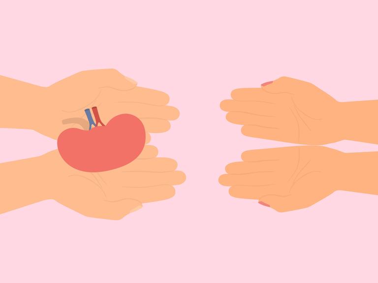 Illustration: Hände übergeben eine gesunde Niere in eine andere Hand.