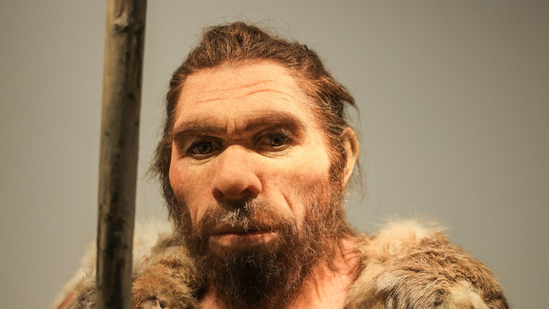 Eine Nachbildung des Neandertalers steht im LVR-LandesMuseum Bonn.