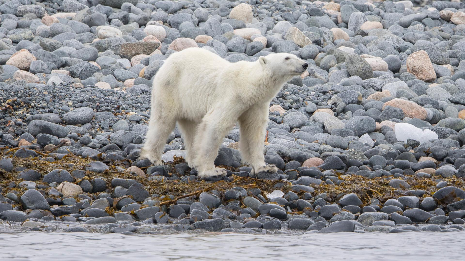 Ein abgemagerter Eisbär steht auf großen Kieseln am Wasser. 