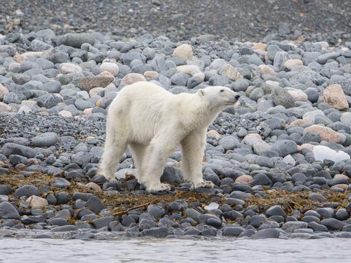 Ein abgemagerter Eisbär steht auf großen Kieseln am Wasser. 