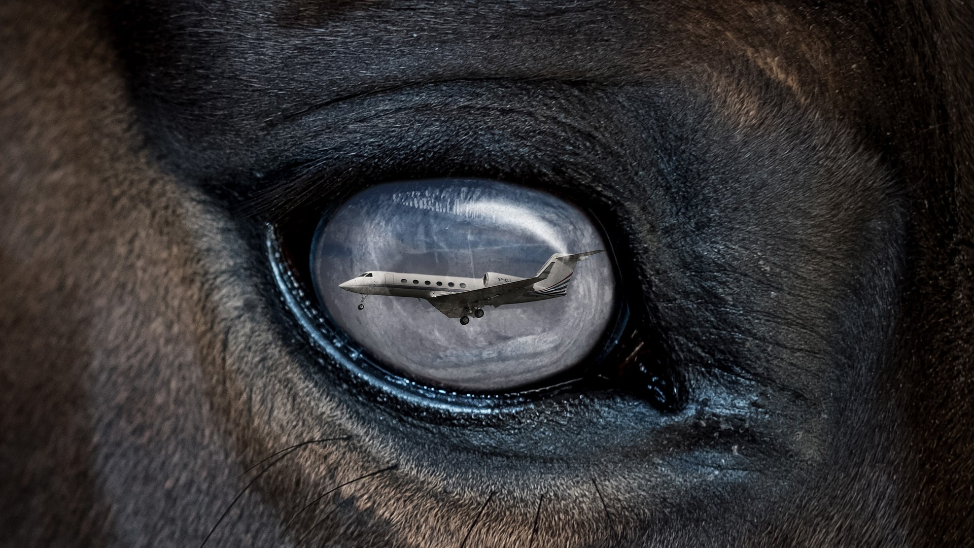 In der Nahaufnahme eines Pferdeauges spiegelt sich das Bild eines weißen Privatjets im Flug. In der Nahaufnahme eines Pferdeauges spiegelt sich das Bild eines weißen Privatjets im Flug.