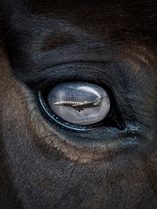 In der Nahaufnahme eines Pferdeauges spiegelt sich das Bild eines weißen Privatjets im Flug. In der Nahaufnahme eines Pferdeauges spiegelt sich das Bild eines weißen Privatjets im Flug.