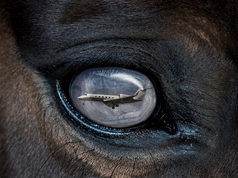 In der Nahaufnahme eines Pferdeauges spiegelt sich das Bild eines weißen Privatjets im Flug. In der Nahaufnahme eines Pferdeauges spiegelt sich das Bild eines weißen Privatjets im Flug.
