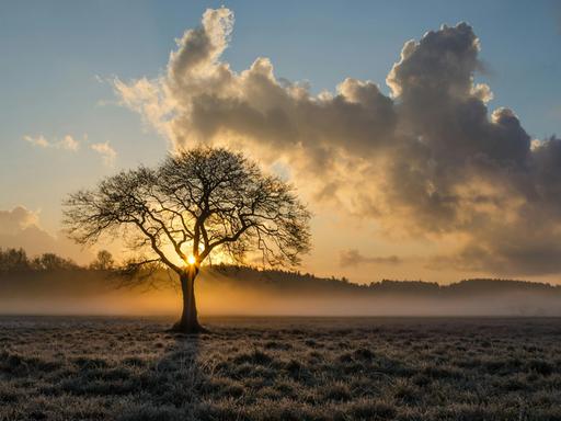 Blick auf eine Wiese mit Raureif und einen Baum, durch dessen Äste die ersten Sonnenstrahlen eines Herbsttages durchfunkeln, während der Rest des Himmels mit dicken Wolken versehen ist.