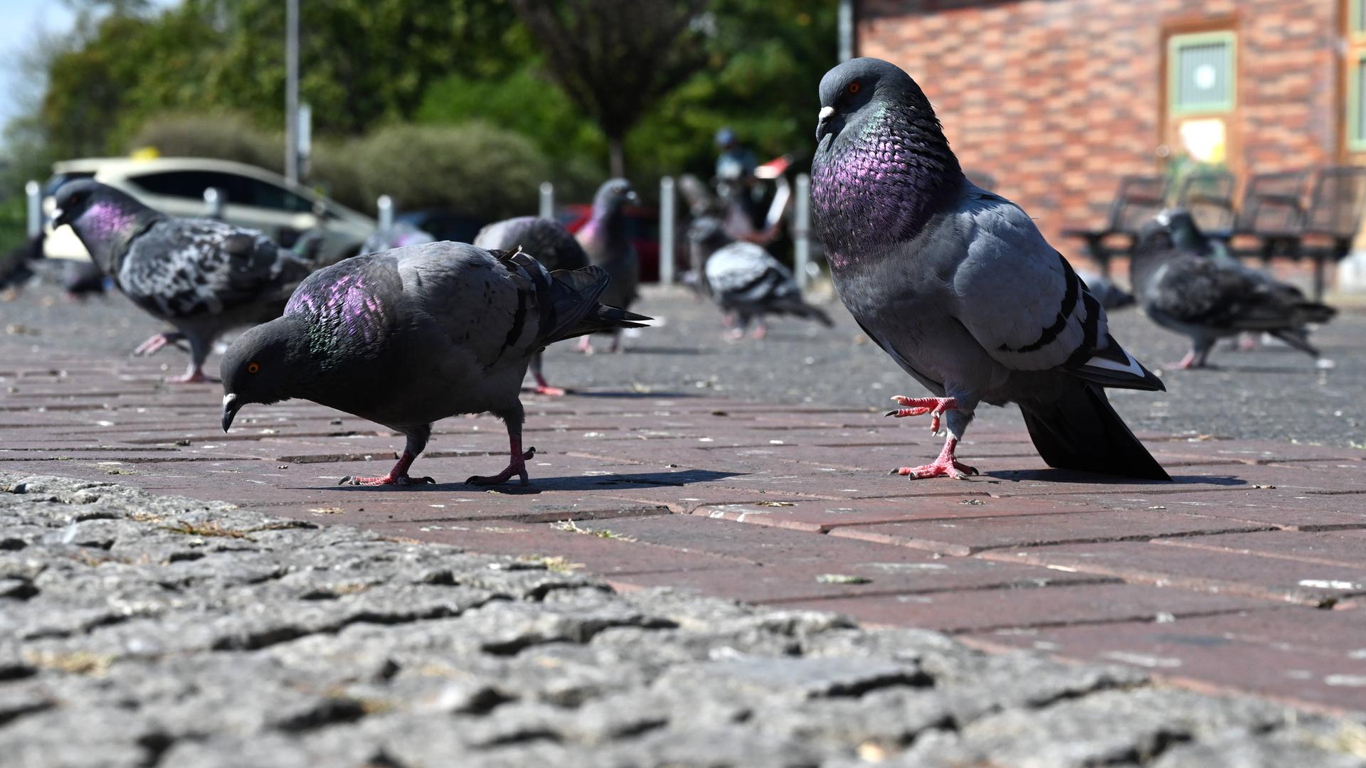 Tauben (Columbidae) auf dem Platz vor dem Gesundbrunnen-Center in Berlin-Wedding, Deutschland *** Pigeons Columbidae on