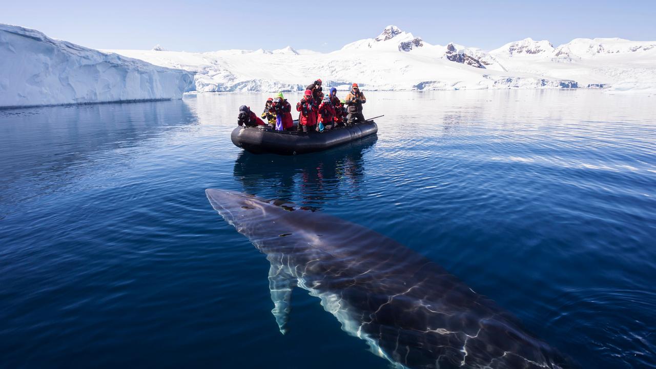 Menschen sitzen auf einem Schlauchboot vor Eisbergen. Im Meer schwimmt ein großer Wal.