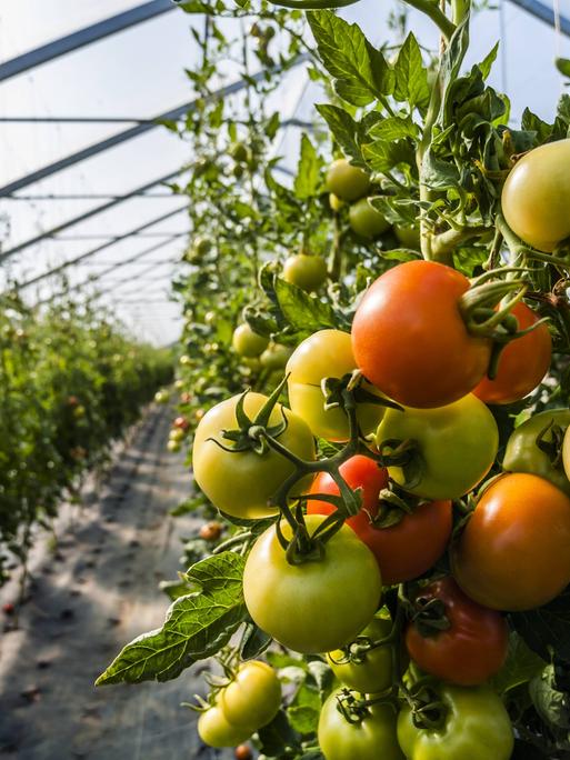 Tomaten werden in einem Gewächshaus reif.