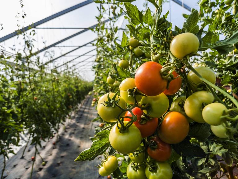 Tomaten werden in einem Gewächshaus reif.