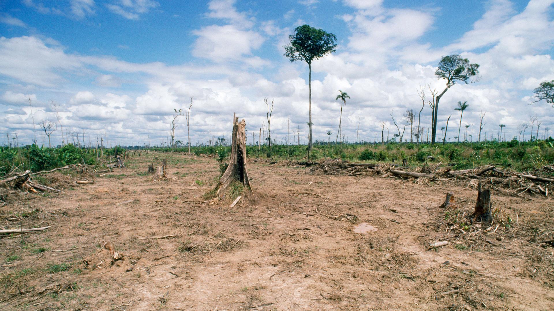 Baumstümpfe stehen auf einer für die Viehzucht gerodeten Waldfläche im brasilianischen Bundesstaat Rodônia.
