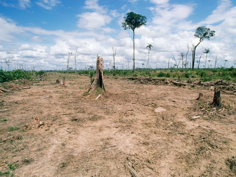 Baumstümpfe stehen auf einer für die Viehzucht gerodeten Waldfläche im brasilianischen Bundesstaat Rodônia.