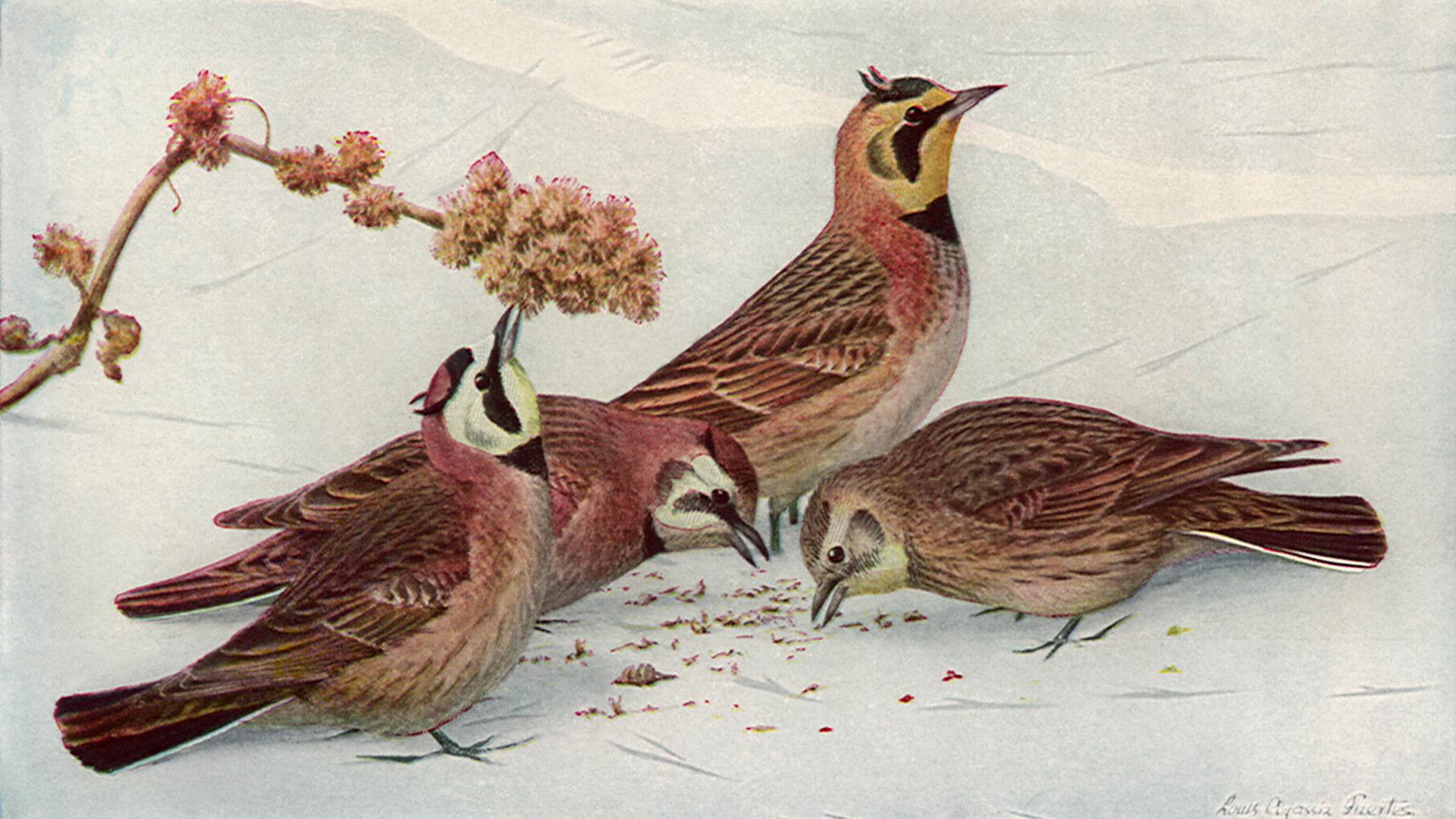 Eine Illustration zeigt frei Vögel bei der Nahrungsaufnahme.