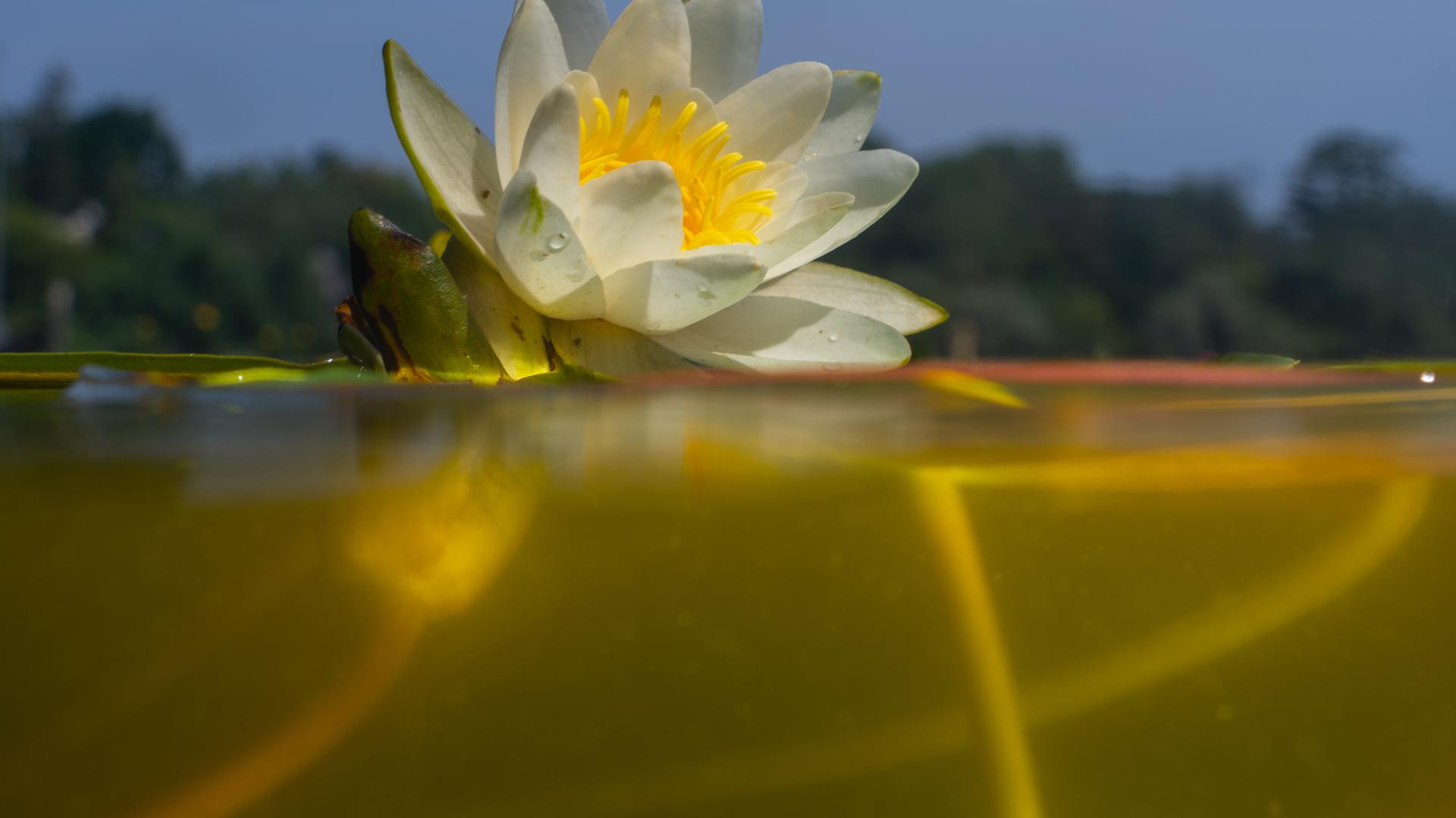 Eine Weiße Seerose (Nymphaea alba) schwimmt am Ufer der Havel.