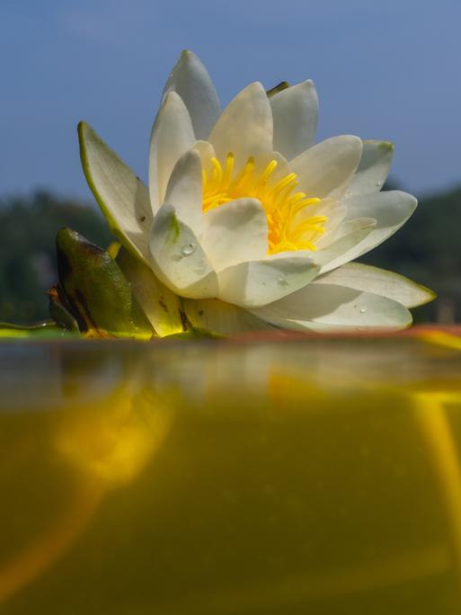 Eine Weiße Seerose (Nymphaea alba) schwimmt am Ufer der Havel.