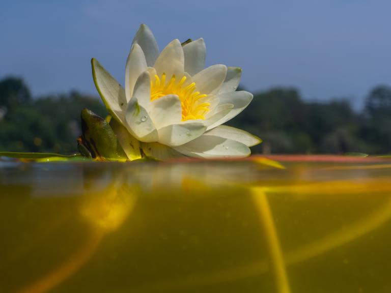 Eine Weiße Seerose (Nymphaea alba) schwimmt am Ufer der Havel.