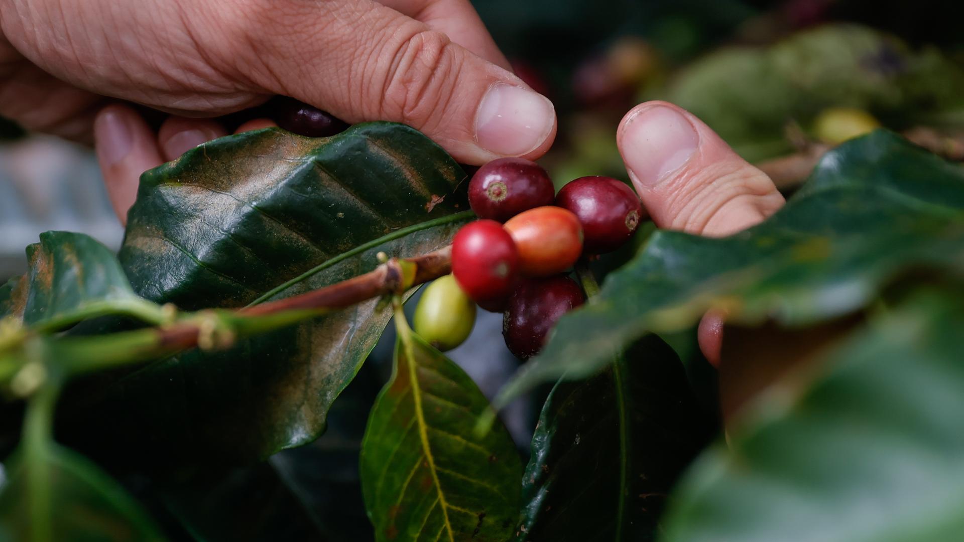 Zwei Hände halten die roten Früchte einer Kaffeepflanze an einem Ast einer Kaffeepflanze