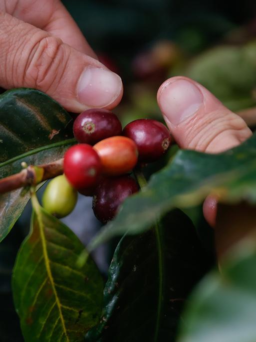 Zwei Hände halten die roten Früchte einer Kaffeepflanze an einem Ast einer Kaffeepflanze